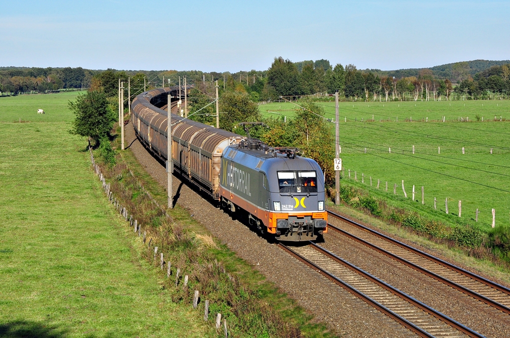 Auch der Hectorrail-Stier 242.516  Ferdinand  zeigte sich am 15.10.2011 in Ramelsloh.