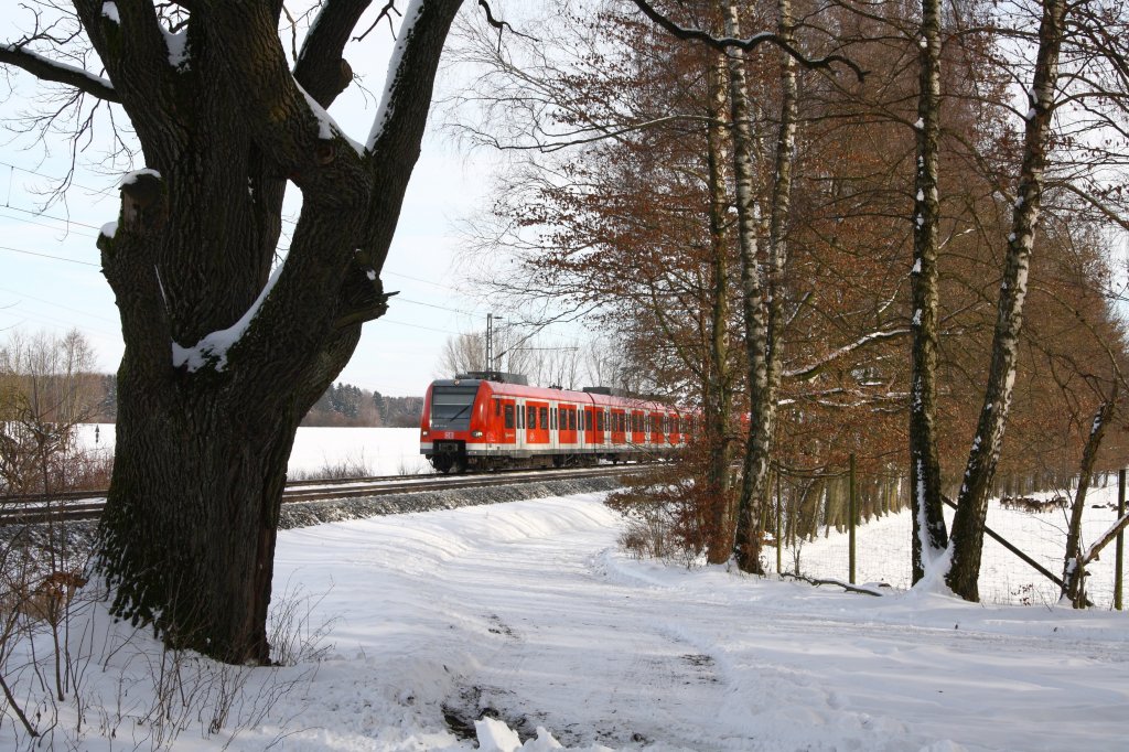 Auf seiner Fahrt nach Petershausen, steuerte 423 111-4 den Haltepunkt Poing an. Rechts erkennt man Damwild vom Poinger Wildpark.