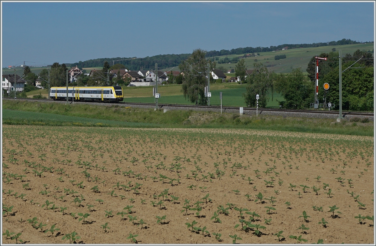 Ein DB 612 ist zwischen Wilchingen-Hallau und Neunkich im Klettgau unterwegs in Richtung Schaffhausen. Die Strecke liegt in der Schweiz und und wurde beim Ausbau auf zwei Gleise und der Elektrifizierung vor wenigen Jahren auf scheinbar auf Grund eines Staatsvertrags wieder mit Formsignalen ausgerüstet. 

15. Mai 2022