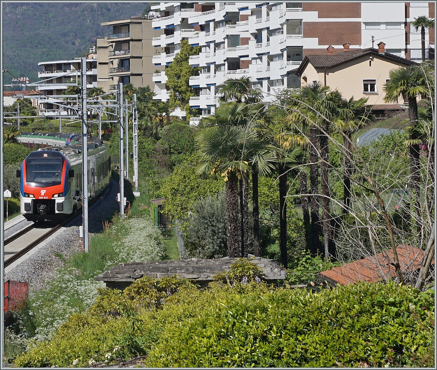Ein Versuch, die zwei aus Locarno ausgefahrenen TILO RABe 524 mit dem führenden TILO RABe 524.310 bei Muralto mit den dortigen Plamen auf ein Bild zu bekommen.

26. April 2023