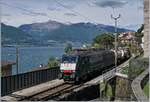 Die SBB Cargo International E 189 115  Alpäzähmer  mit einem Güterzug nach Luino bei S.Nazzaro. 20 Mai 2017