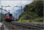 Die Re 4/4 II 11333 schiebt beim Pfaffensprung (km 58) an der Gotthardnordrampe einen Güterzug nach.
10.10.2014