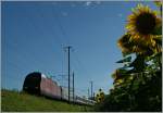 Da sich der Sommer langsam den Ende entgegenneigt, noch ein paar letzte Sonnenblumengegenlichtbilder: Eine Re 460 mit ihrem IR nach Konstanz bei Pieterlen
31. Juli 2013