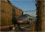 TGV Lyria auf dem Weg von Brig nach Paris kommt bei St Saphorin hinter einem Baum hervor.