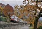 Der SBB RABe 511 026 ist als RE von St-Maurice nach Annemasse am von bunten Bäumen gesäumten Genfersee kurz nach Villeneuve unterwegs.- 

3. Nov. 2020