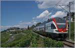 Der SBB RABe 511 103 als RE Genève - Vevey - Fribourg in den Weinbergen bei Chexbres.
10. Juli 2018