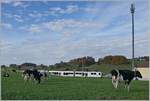 Im Vordergrund die typischen schwarz/weissen Freiburger Kühe , im hintergrund ein TPF SURF Regionalzug von Palézieux nach Bulle bei der Ankunft in La Verrerie.