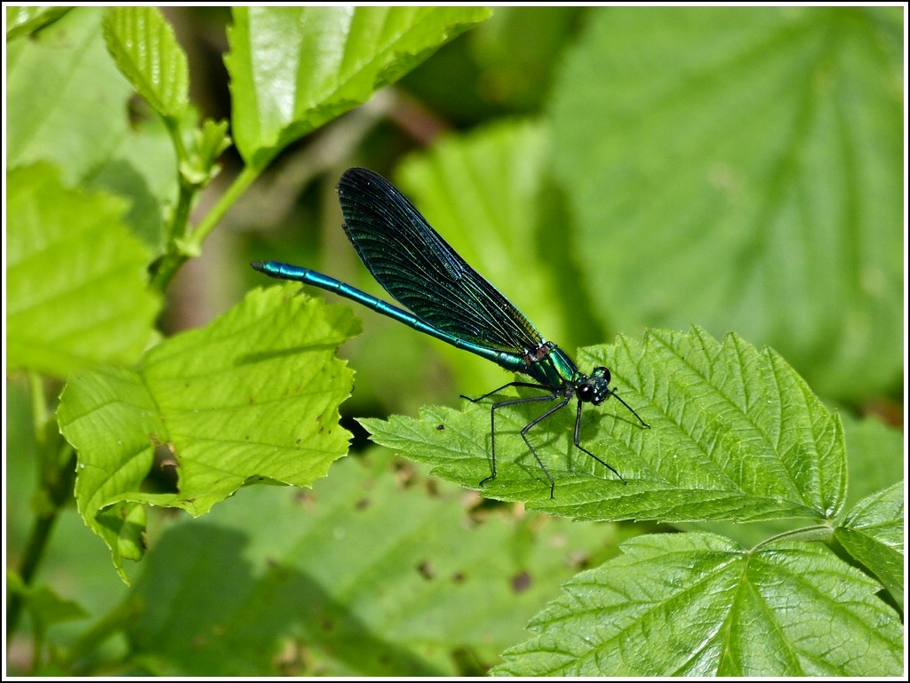 Blaufl�gel-Prachtlibelle (Calopteryx virgo) aufgenommen am 20.07.2012 (Hans)