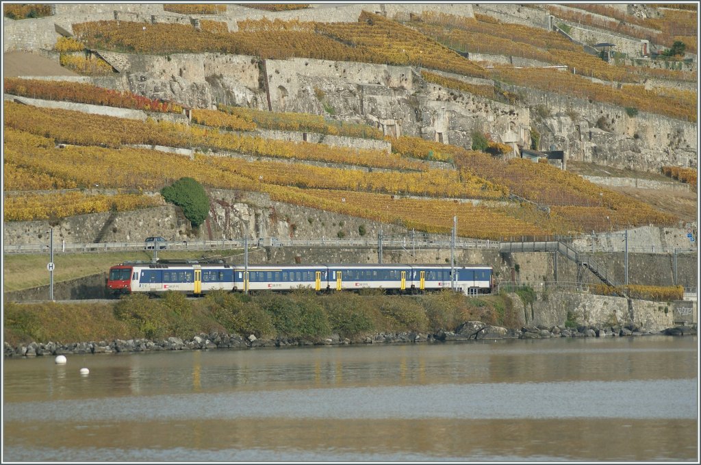 Ein nicht ganz  taufrischer  NPZ zwischen St-Saphorin und Rivaz am 4. Nov. 2010 