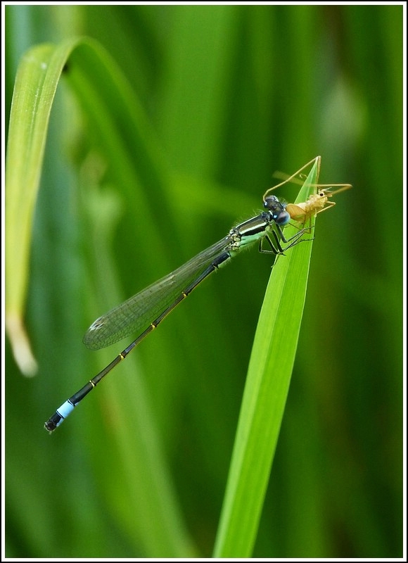 Kein Di�ttag f�r die Gro�e Pechlibelle. 31.07.2012 (Jeanny)