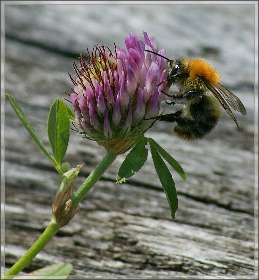 Mmmh, das schmeckt...
(09.08.2012)