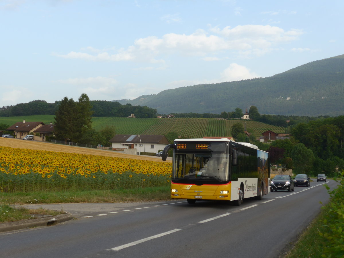 (173'222) - Bossi&Hemmi, Tiefencastel - GR 102'381 - MAN am 21. Juli 2016 in Valeyres-sous-Rances, Croise du Chalet (Einsatz PostAuto)