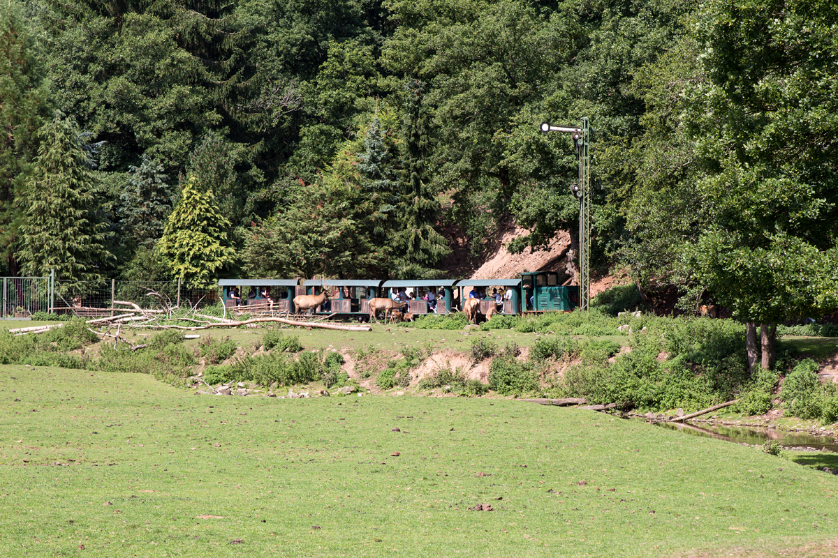 Der zweite Zwischenhalt des Tages zum hautnahen Wild-Füttern im Eifelzoo Lünebach wurde eingelegt. (26.08.15)