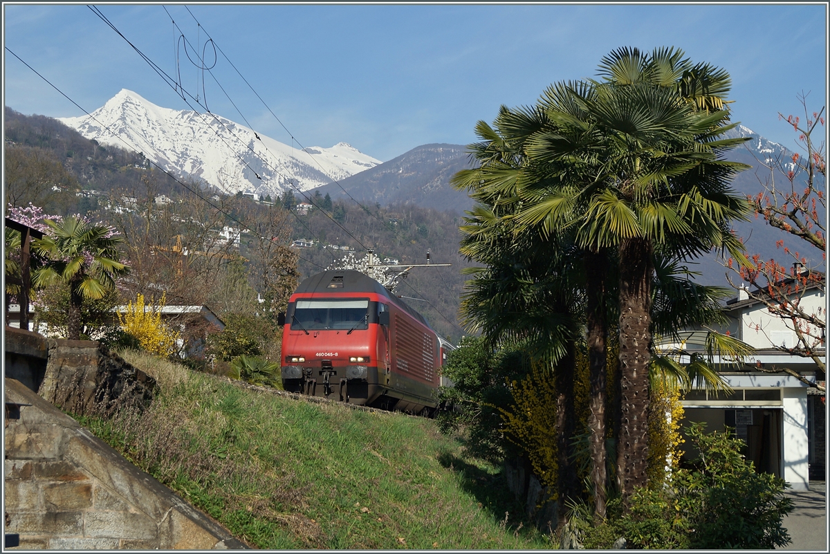Die SBB 460 045-8 erreicht mit ihrem IR von Zürich in kürze das Ziel Locarno.
18. März 2014