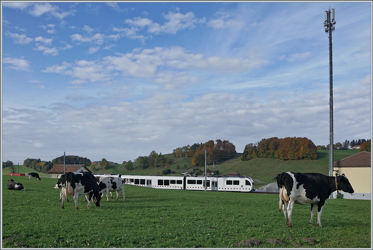 Im Vordergrund die typischen schwarz/weissen Freiburger Kühe , im hintergrund ein TPF SURF Regionalzug von Palézieux nach Bulle bei der Ankunft in La Verrerie. 

22. Okt. 2020