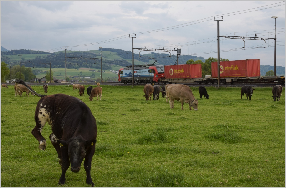 Photobombing (4).

Eigentlich wollte ich nur die Vorbeifahrt von 193 478 'Gotthardo' mit Güterzug vor friedlich wiehernden... pardon friedlich grasenden Kühen fotografieren, aber...

Reusshöfe, April 2022