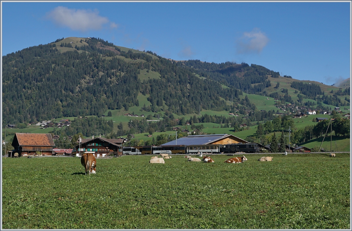 Recht gut  getarnt  fährt eine MOB GDe 4/4 mit ihrem Zug bei Gstaad an reichlich vorhanden Rindviecher vorbei.

3. Okt. 2019