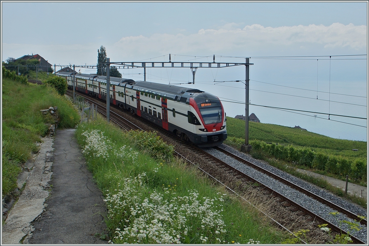 SBB RABe 511 von Romont nach Genève zwischen Grandvaux und Bossiere.
31. Juli 2014