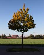 BR 0423/456188/es-gibt-gruende-warum-man-seine Es gibt Gründe, warum man seine Kamera auch mal auf der Wiese hinterm Haus benutzt. So zum Beispiel der Kindergeburtstag meiner Tochter. Auf dem Weg dahin nahm ich diesen Baum mal ganz anders wahr, schien doch die goldene Oktober-Sonne. 