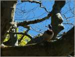 Auch Enten sind V�gel und wollen wie ihre Artgenossen hin und wieder auf die B�ume.