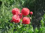 unbekannte Blume auf st�dtischen Deponie in Grevesm�hlen, Sommer 2009