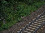 Besonders entspannend sind Fotostellen wo sich Fuchs und Hase gute Nacht sagen...