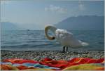 Strandvergüngen am Genfersee...