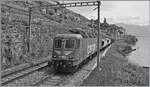 Zu meiner Freude weiterhin im Einsatz ist die mit einem  Schnauz  verzierte SBB Re 6/6 11626 (Re 620 026-5)  Zollikofen , hier mit einem sehr kurzen Güterzug zwischen St-Saphorin und Rivaz. 

19. Mai 2025