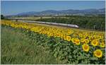 Während im Vordergrund ein Sonnenblumenfeld das Bild ziert, zeigen sich dahinter zwei ICN RBDe 500 als IC 5 auf dem Weg in Richtung Zürich. Im Hintergrund ist Orbe zu erkennen. 

12. Juli 2025