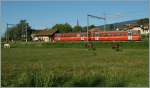 NStCM/289581/nstcm-regionalzug-215-beim-halt-in NStCM Regionalzug 215 beim Halt in Trlex.
28. Aug. 2013