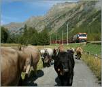 Da wartet man jahrelang darauf einemal ein Bild mit Kuh und Zug machen zu knnen und dann kommen die Rindvicher gleich als  Almabzug ...
Val Bevera mit Albulaschnellzug nach St Moritz am 12.09.2011