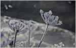  Eisblumen  am Bach   (19.01.2017)