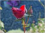 Eine vom Tau benetzte Rosenblüte  (04.10.2018)