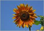 Sonnenblume  (30.08.2019)