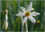 Narzisse mit Morgentau  (07.05.2020)