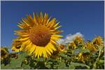 Sonnenblume  (25.07.2020)