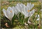 Krokusse in Weiss, einer der ersten Frühlingsboten  (23.03.2021)  