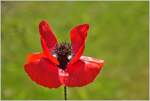 Eine Mohnblume entfaltet ihre ganze Schönheit.