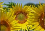 Sonnenblumen.