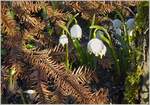 Der Frühling lässt sich nicht mehr aufhalten  (15.02.2023)