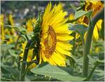 Sonnenblumenzeit  (04.07.2022)
