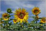 Ein wenig Sonnenschein durch die Sonnenblumen erhellt den Regentag.