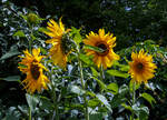 Sonnenblume in unserem Garten.