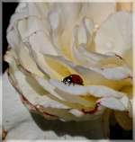 Heute ist endlich die Hilfe beim Bek�mpfen der Blattl�use an den Rosen angekommen.