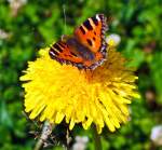 Ein Kleiner Fuchs (Aglais urticae) sitzt auf einer L�wenzahnbl�te und saugt den Nektar, bei Betzdorf am 03.07.2012.