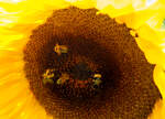 Eine der vielen prächtig blühenden Sonnenblume in unserem Garten. Und gleich vier Bienen sind auch am Werk.
Herdorf am 24.08.2023