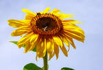 Eine der vielen prächtig blühenden Sonnenblume in unserem Garten. Und die Bienen sind auch am Werk.
Herdorf am 24.08.2023
