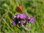 Ein Schmetterling tankt auf.
(7.7.2023)