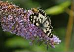 Platz da oder ich steche zu! Die Wespe hatte nur ein Ziel sie wollte auch an die Bl�ten, der Schmetterling flog sogleich davon.