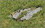 Gem�tlich nimmt es dieses Murmeltier und geniesst die Sonne.